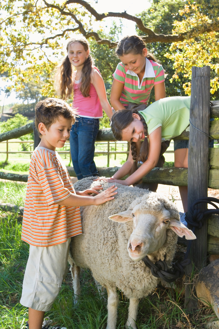 Children petting sheep