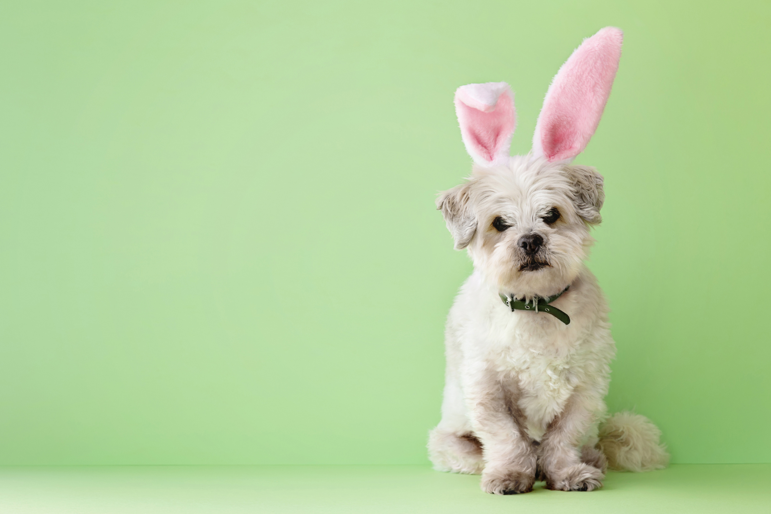 Dog in Bunny Headband Sitting on Green Background