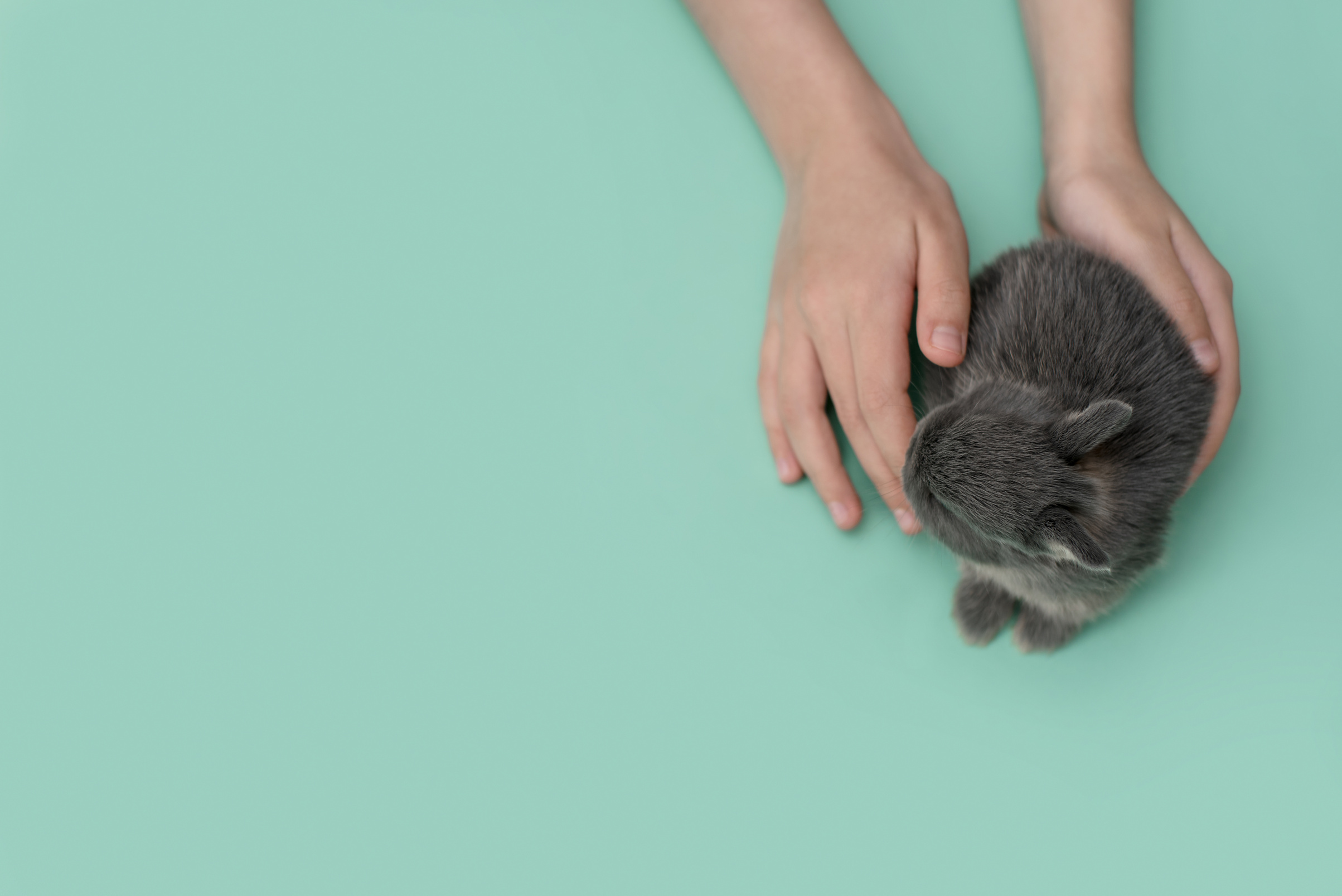 Children's hands hold a little fluffy bunny.